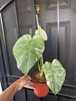 White monster monstera full rooted plant