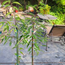 Mexican Capulin Cherry Tree