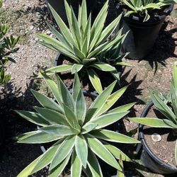 Agaves