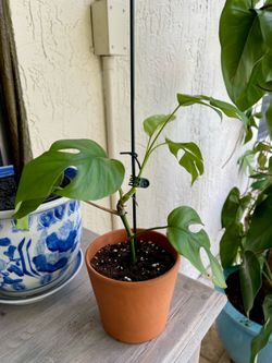 Philodendron House Plant