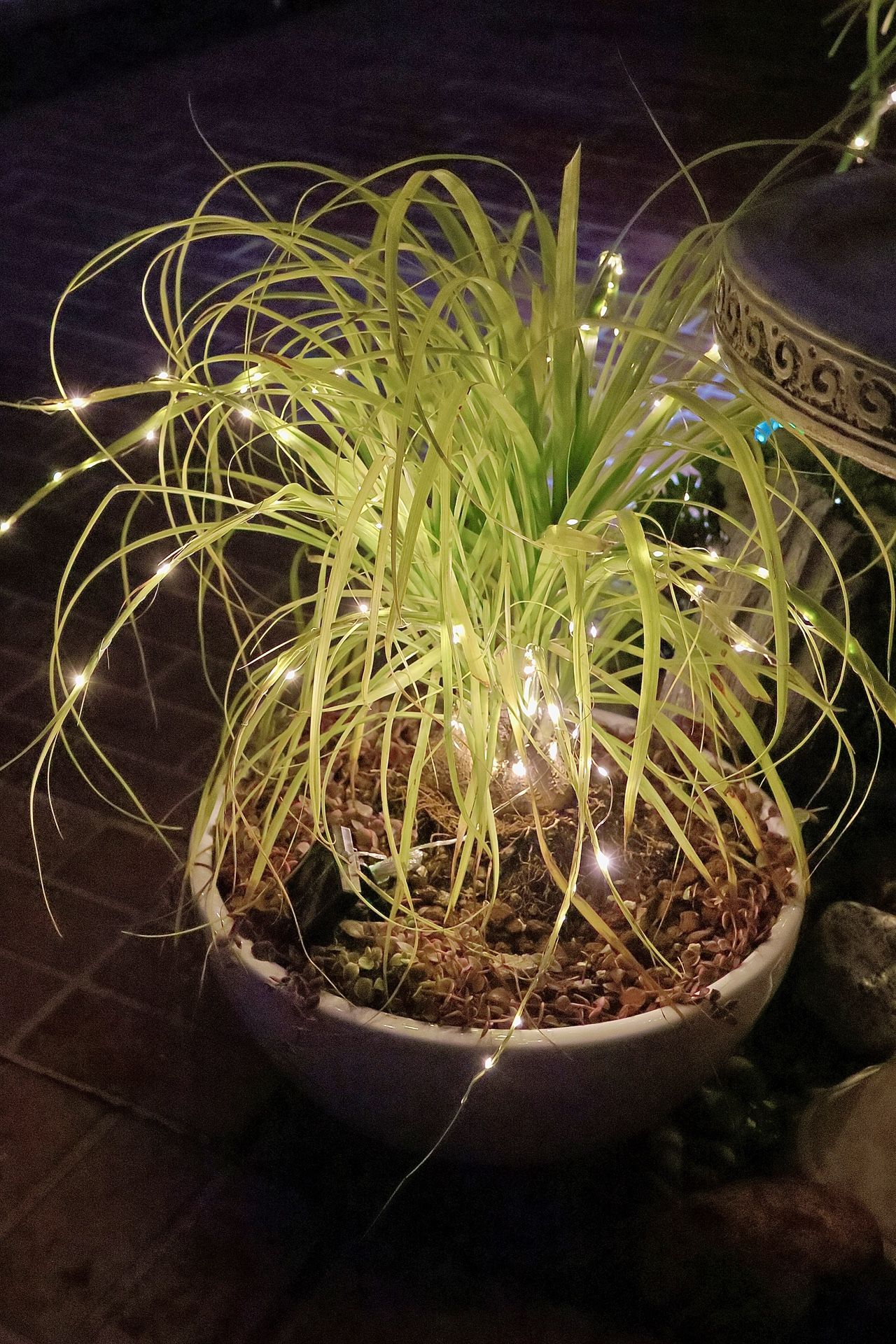 Two Palms Surrounded By Succulents In Shallow And Wide Ceramic Pots - $200 For Both Or $120 Each