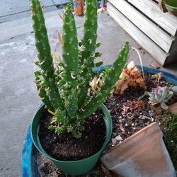 Cactus  