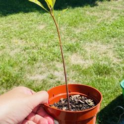 🥑 Avocado Starts! 🥑 