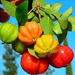 Red Surinam Cherry Plant 