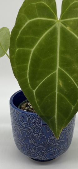 Anthurium Magnificum