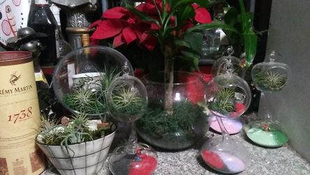 Airplants