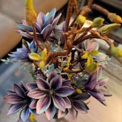 *** NEW LOW PRICE *** Mosaic Magnolia Collection : Midnight Amethyst Star @ Lasting Creations