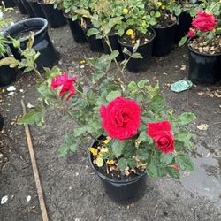 Big Rose Bush 5gallon 