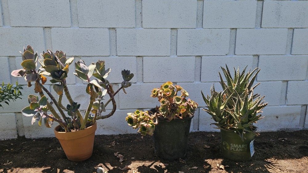 Succulents