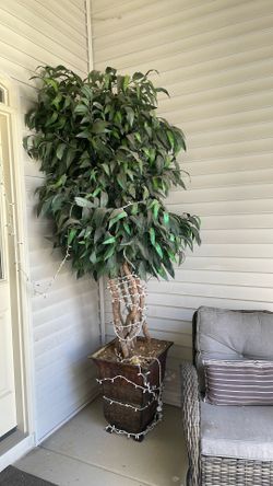 Plastic. Plant