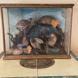 Antique Victorian Taxidermy Quails Under Glass.