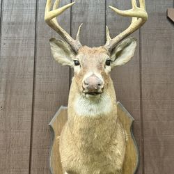Deer Head With Wood Mount