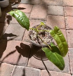 Philodendron Paraiso Verde