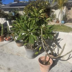  For Sale Beautiful Potted Plants 