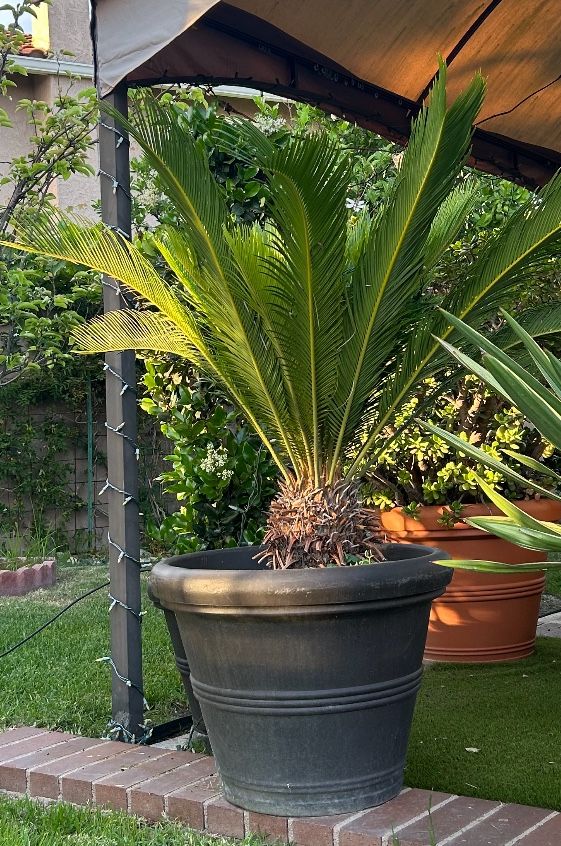 2 Large Healthy Sago Palms