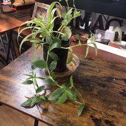 Small Spider And Wondering Jew Plants 🪴 