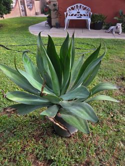 Foxtail Agave Plant