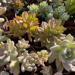 Succulents Plants 4”inch