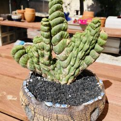 Eulychina Castanea Crest Cactus Imported + Pot Is Not Included