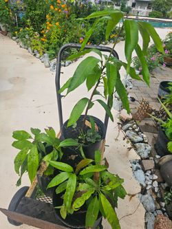 Mango Plants ... Buxon Spice