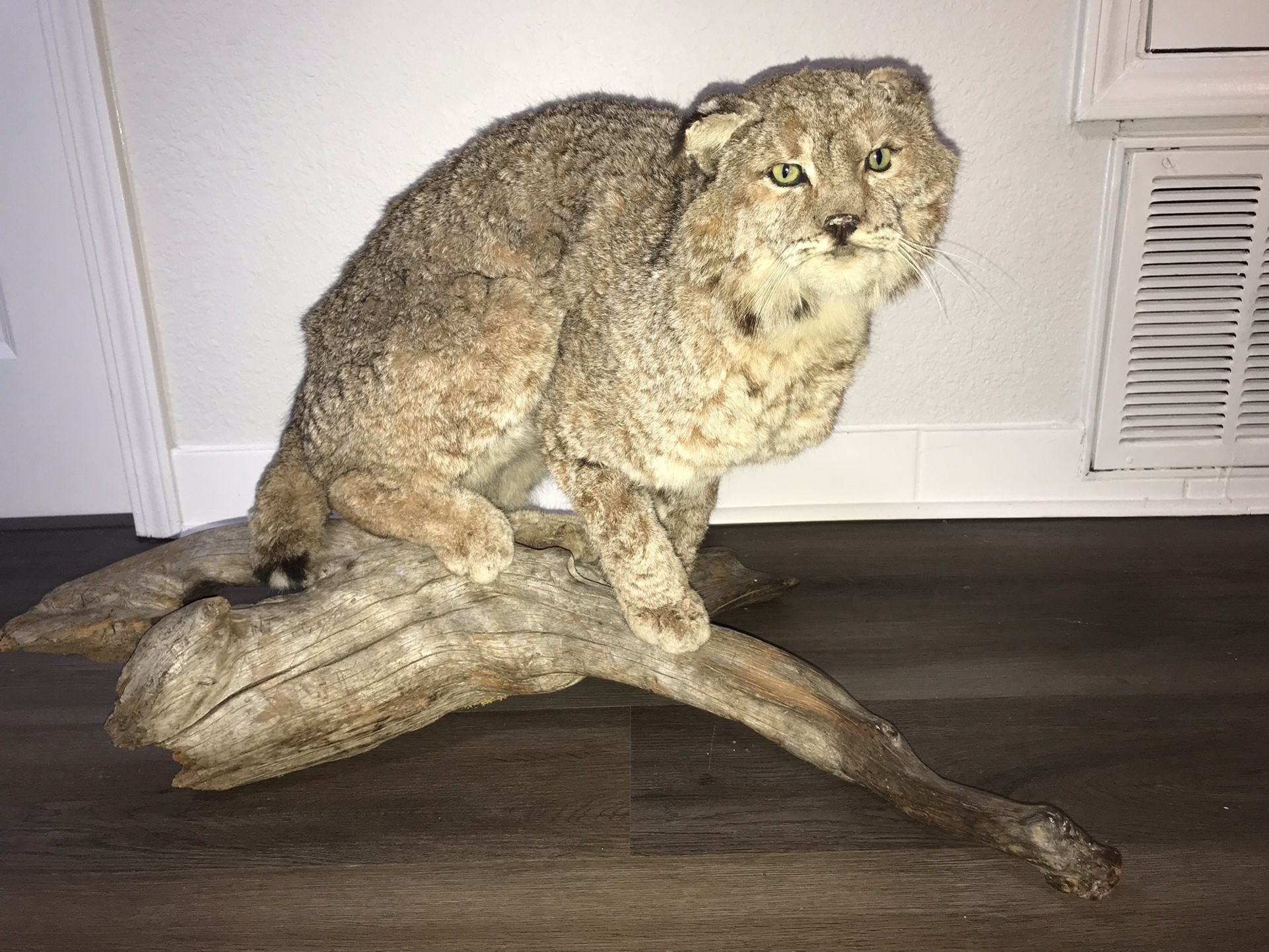 Bobcat