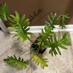 Philodendron Plants