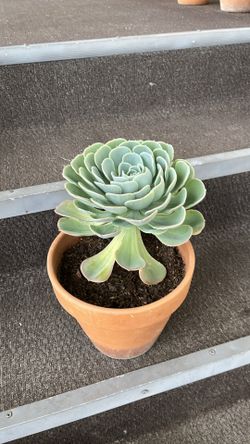 Chicks and hens succulent