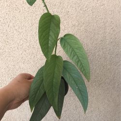 Beautiful Cebu Blue Pothos Plant