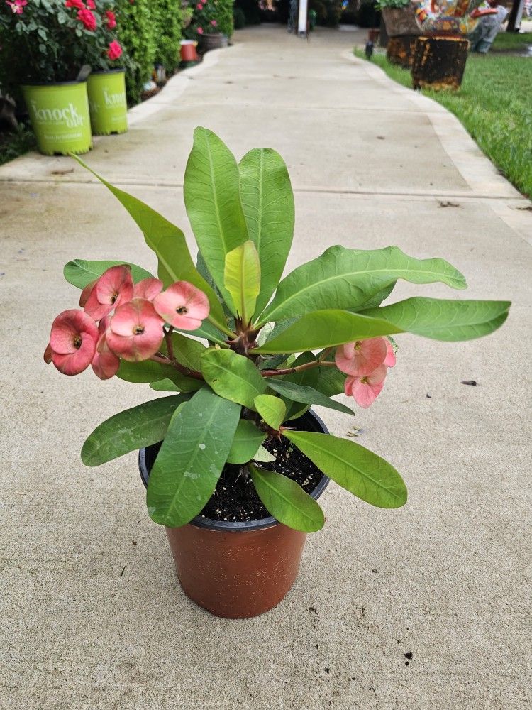 Gallon Size Crown of Thorns, Corona de Cristo, PLANTS ARRIVE, BEAUTIFUL AND HEALTHY. $10 EACH