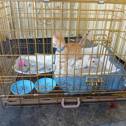 KITTY CAGE & FOOD