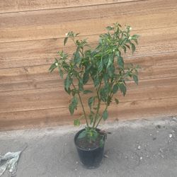 Planta Chile De Árbol
