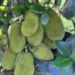 Organic Jackfruit 