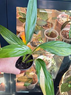Rare Variegated  Epipremnum Amplissimum aurea