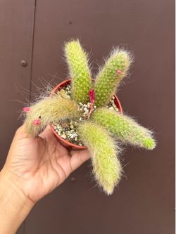 4” monkey tail cactus