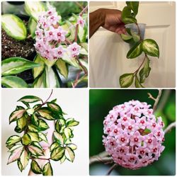 $5 | Hoya carnosa “Krimson Princess” | Rooted, Fragrant, Flowering House Plants | Chocolate, Vanilla and Honey Scented