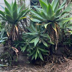 Gorgeous Healthy Native Plants