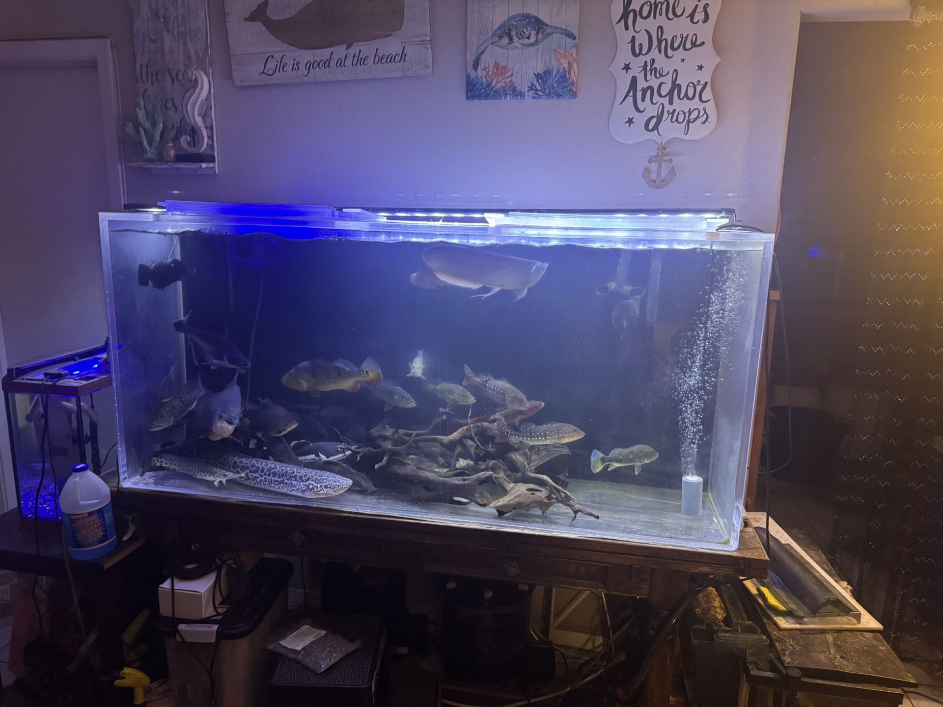 250 Acrylic Fish Tank