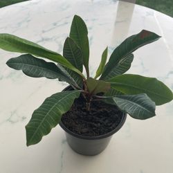 Madagascar Jewel ‘Euphorbia Leuconeura’ (Out/In Door Life Plant)