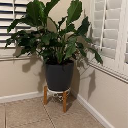 Peace Lily With Self Watering Pot And Stand 