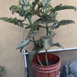 Planta 