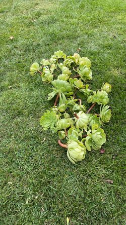 Succulent cuttings for propagating five dollars per head