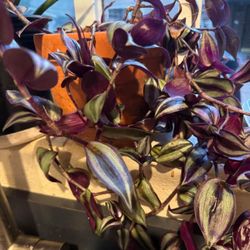 Purple/silver Ivy Plant Cuttings