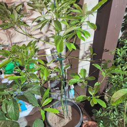 Hass Avocado Tree