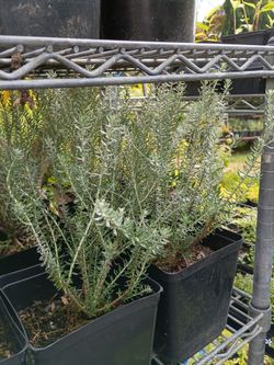 Ozothamnus Silver jubilee