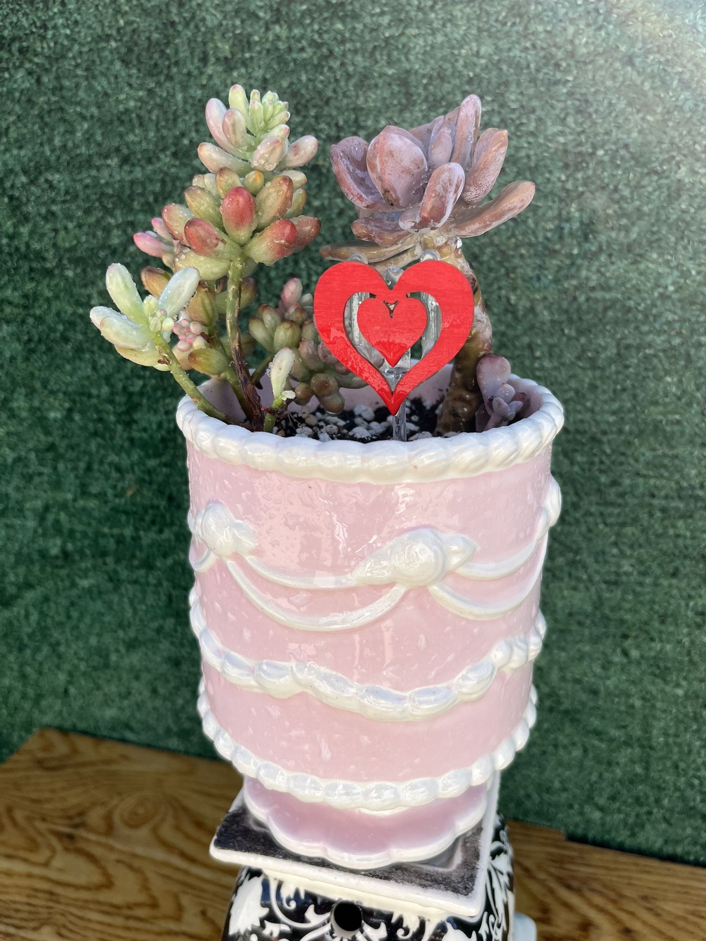 Cake Pot With Succulents