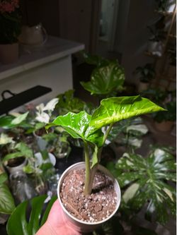 Alocasia Low Rider
