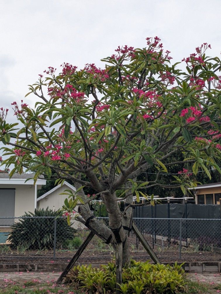 Plumeria Tree, Hawaiian Tree, Frangipani Tree