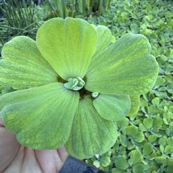 Water Plants 🌱 