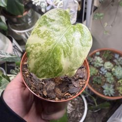 SUPER RARE Monstera Cream Cheese