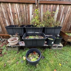 Garden Containers, Raised bed And Wine Barrel Container 